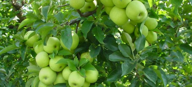Απούλητα τα πράσινα μήλα στην Αγιά